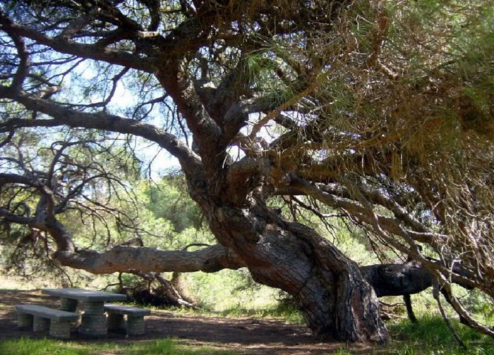 Pino Centenario de Mazagón