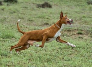 Podenco