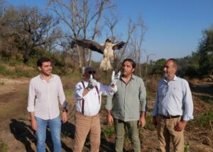 águila calzada y mochuelo