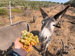 poda con burros