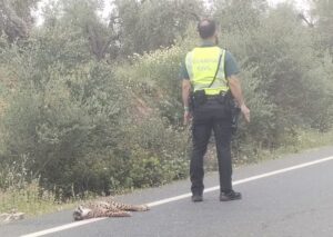 Lince atropellado