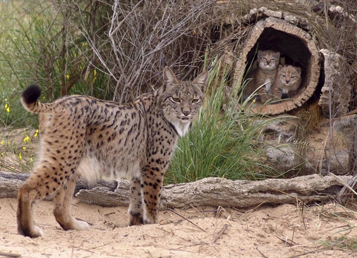 Lince ibérico