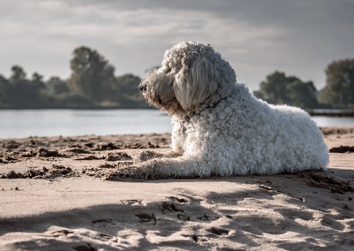 perro de agua